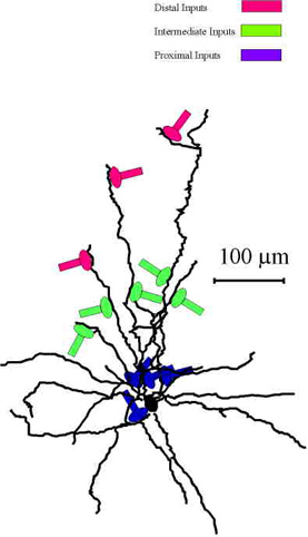 amacrine_gang_brainerd_plus_synapse.jpg - 14.02 K